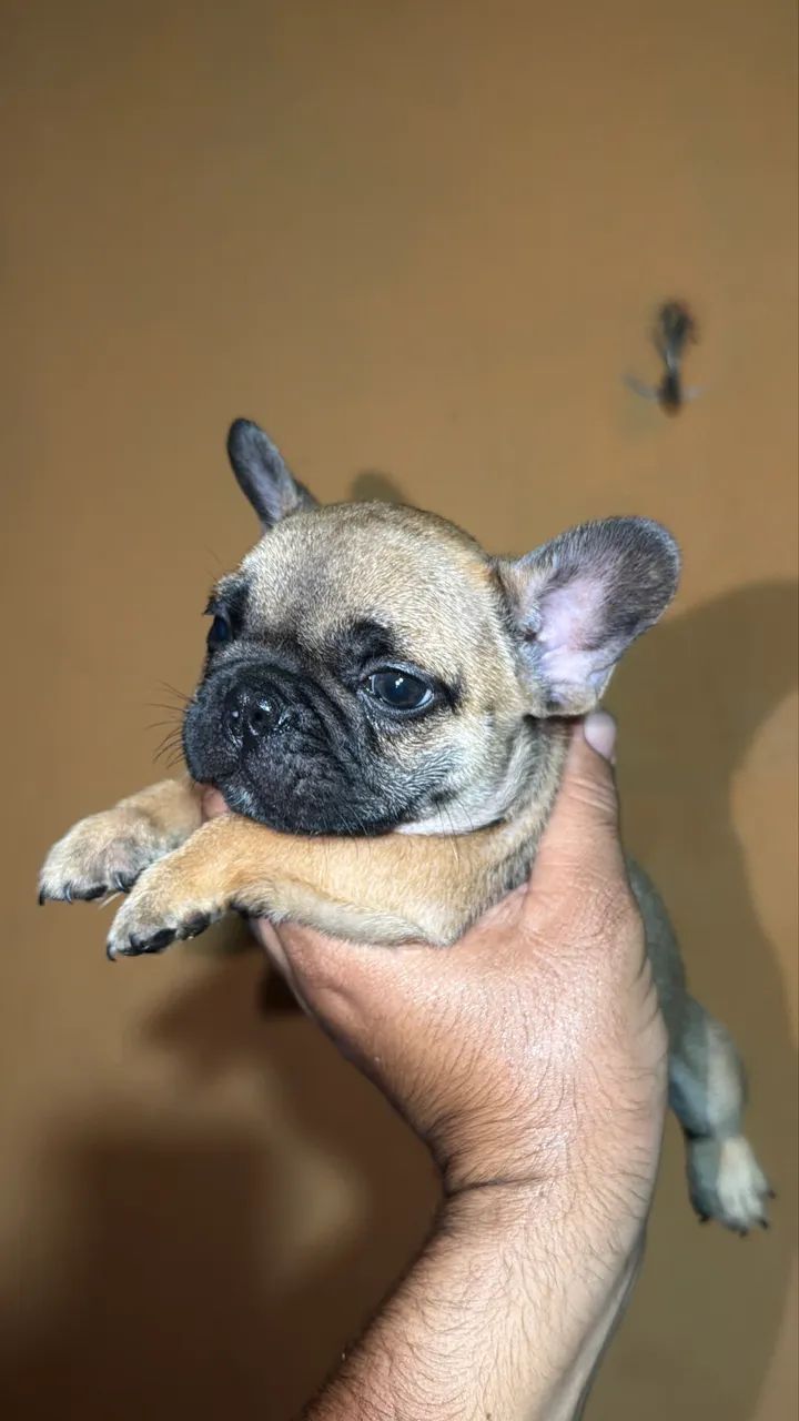 Buldogue Francês Micro Exótico  - Foto 2