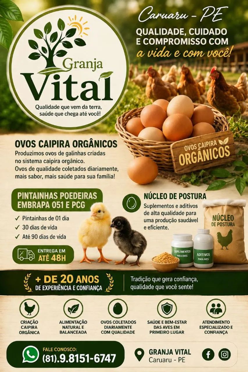 Poedeiras Embrapa 051 - Foto 4