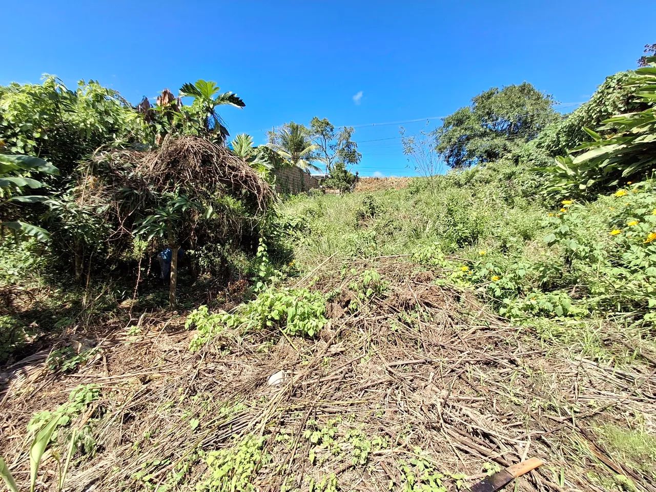 Terreno 30x15 em Tiuma - Foto 2