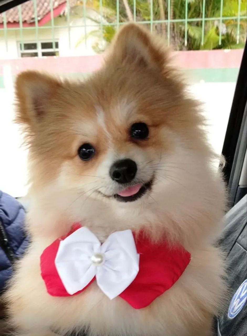 Cachorro Spitz