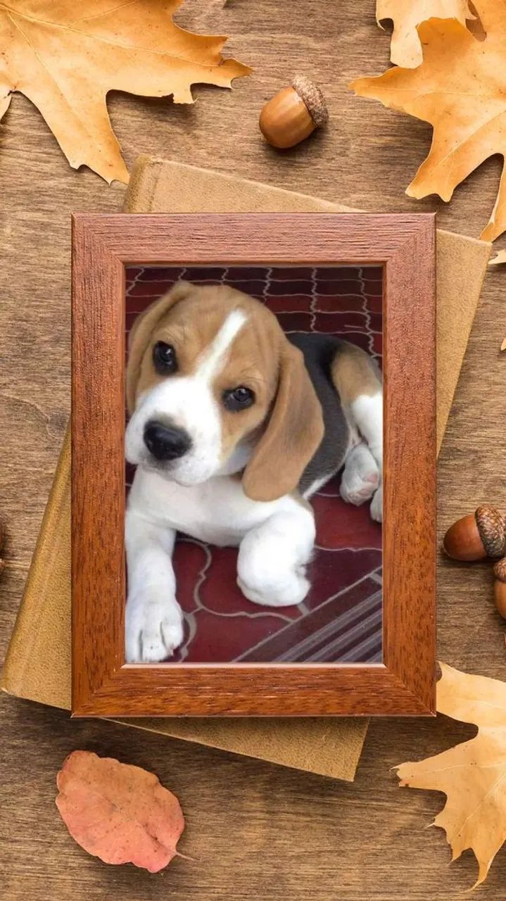 Minizinho beagle 13 polegadas bb