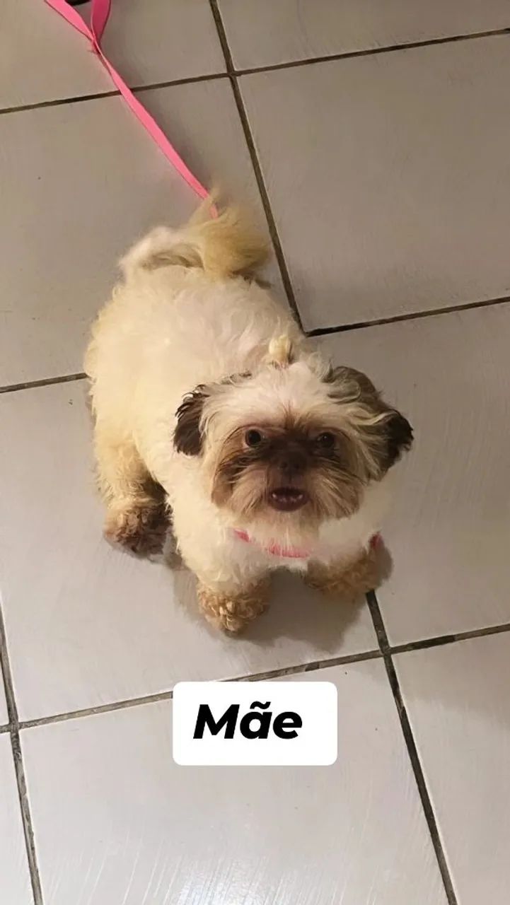 Shitzu - Foto 5