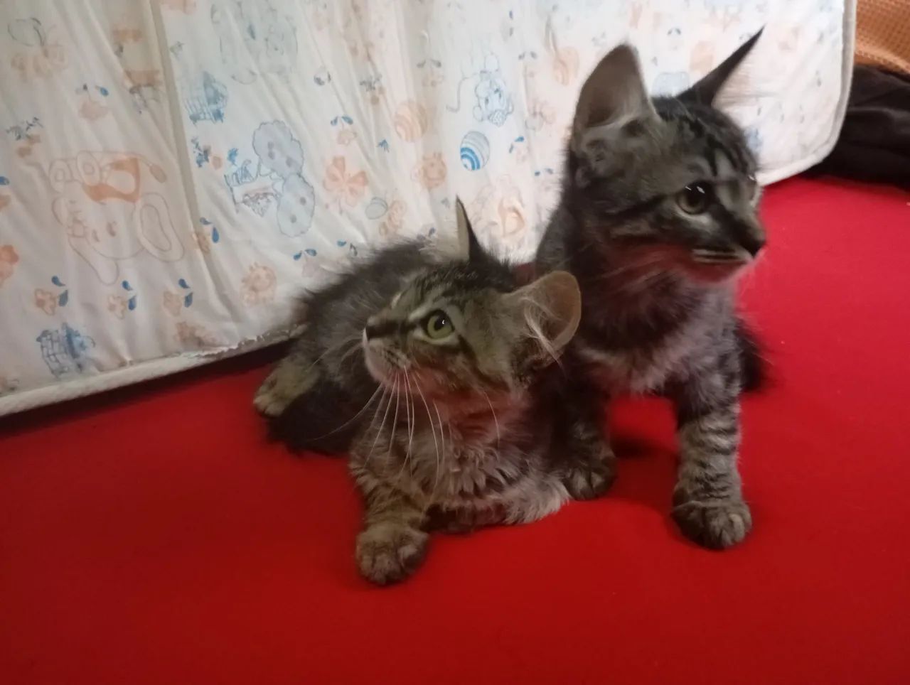 Doação dessas gatinhas mansa 3 meses  - Foto 2