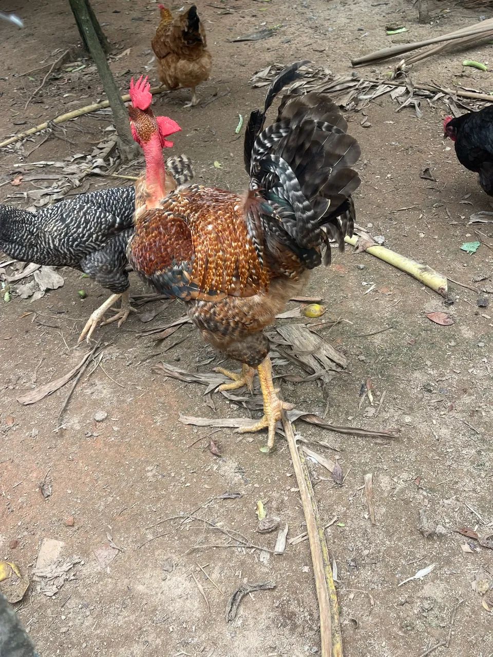 Galo Caipira Gigante  - Foto 2