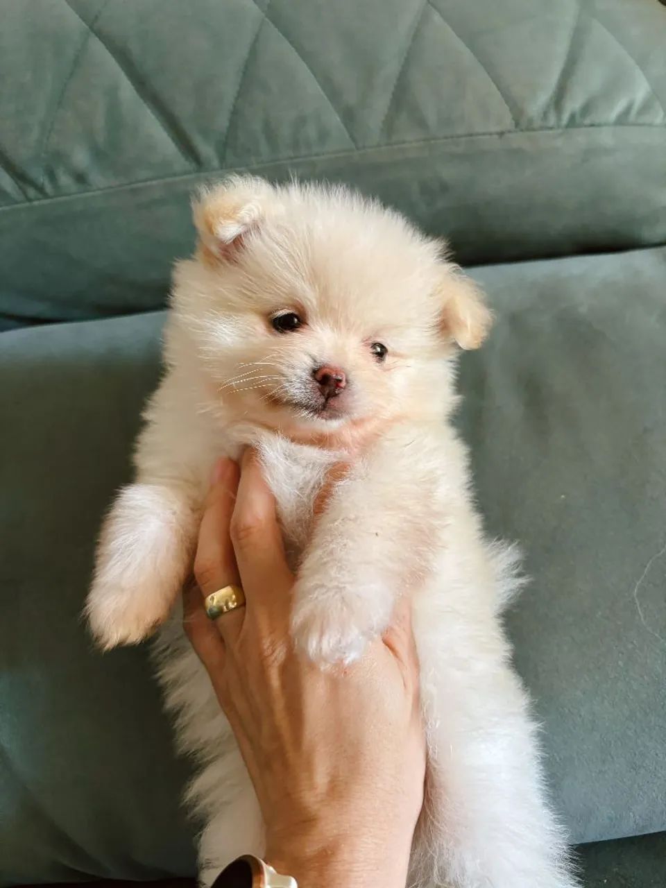 Spitz alemão  - Foto 4