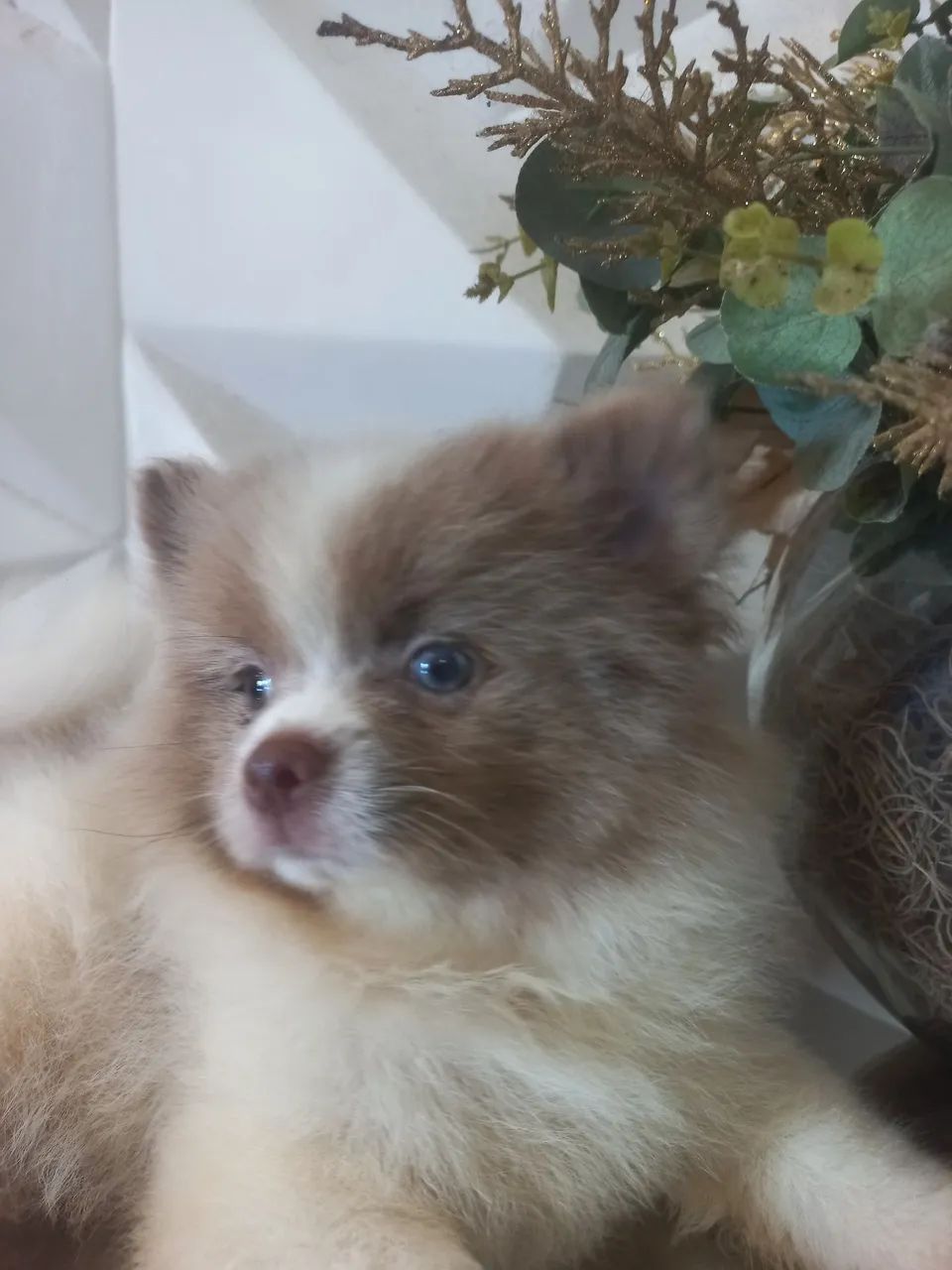 Spitz Alemão macho exótico - Foto 2