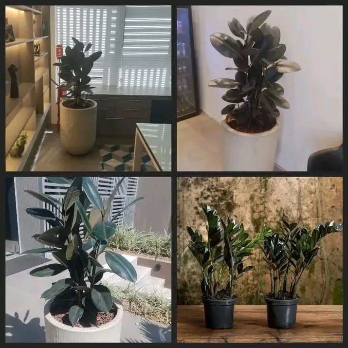 JARDINAGEM E MANUTENÇÃO EM ÁREAS VERDES - Foto 2