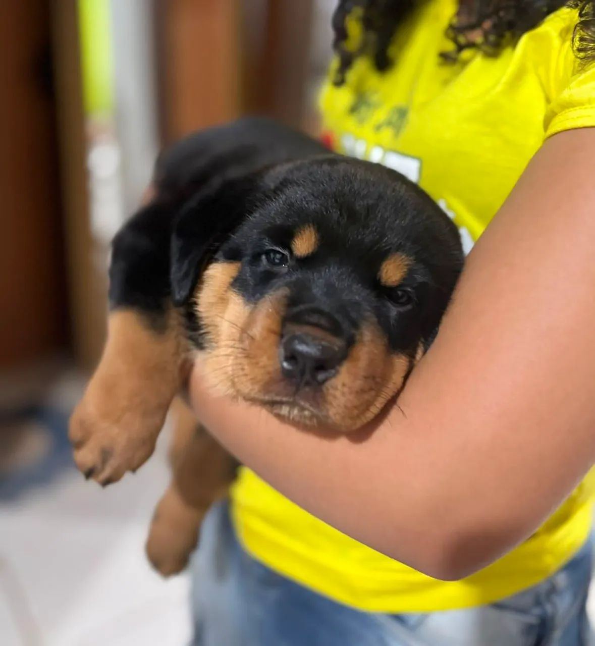 Rottweiler  - Foto 2