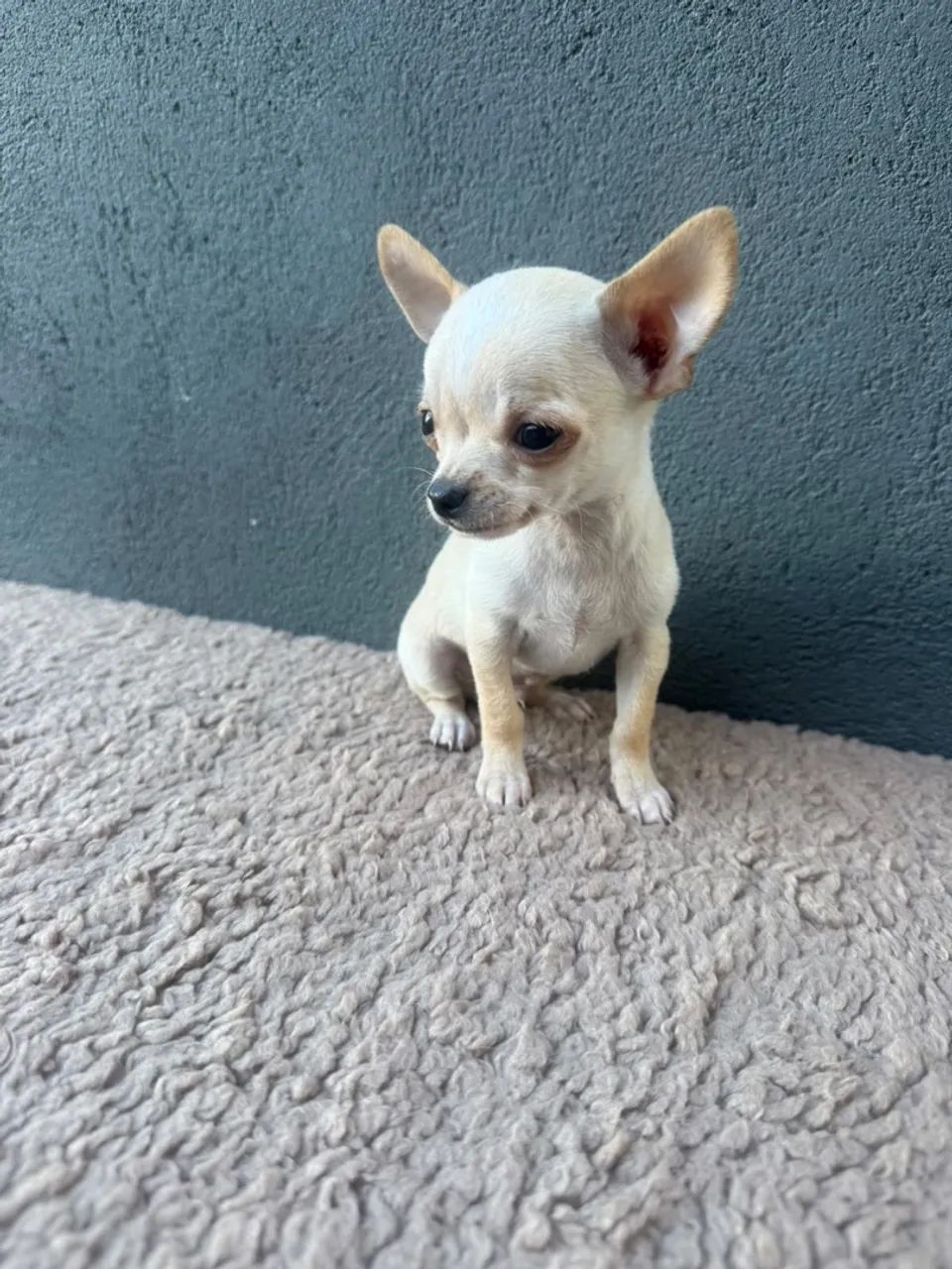 chihuahua  - Foto 3