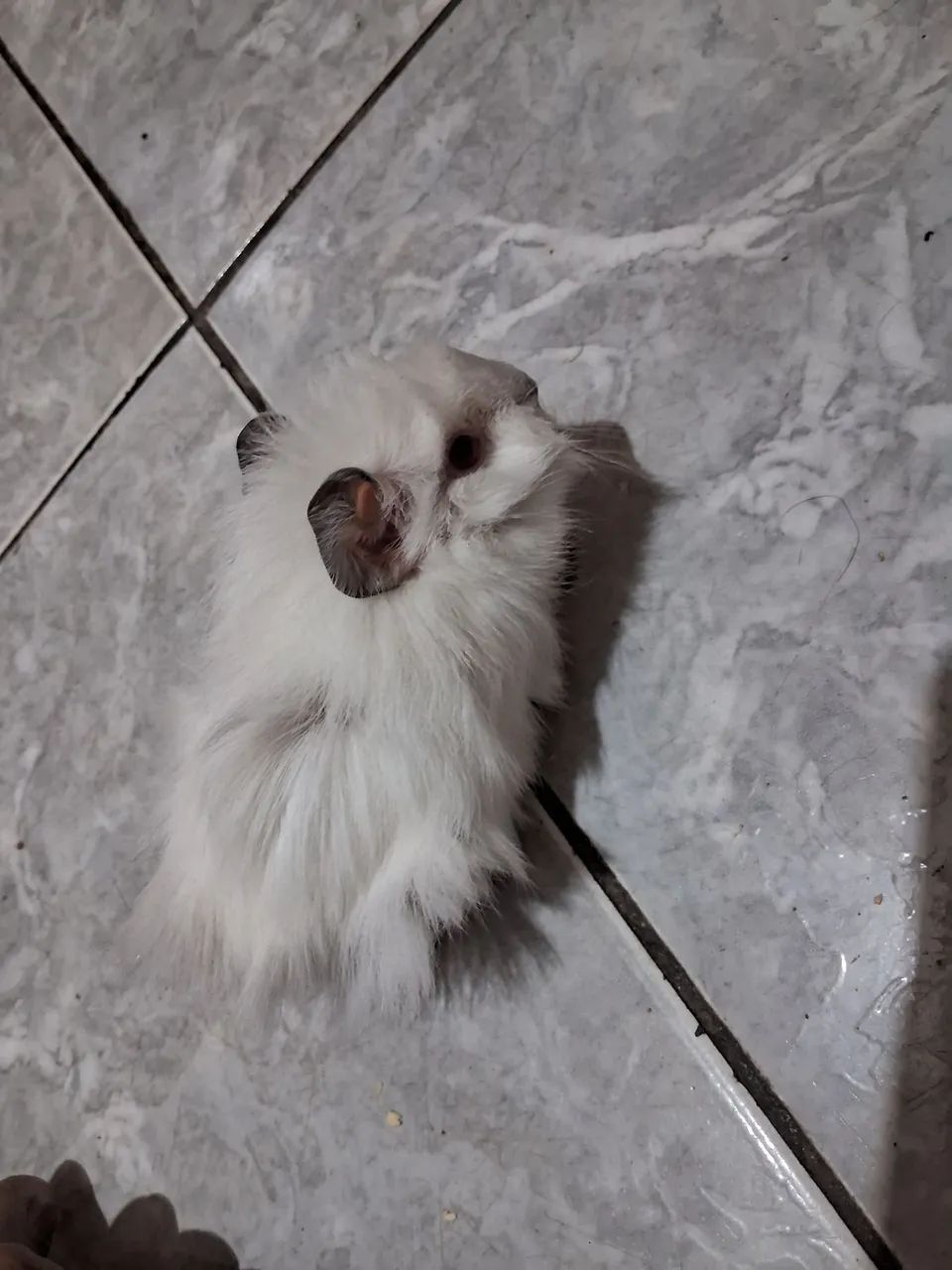 Vendo 2 pouquinho da Índia às 2 é fêmea   - Foto 4