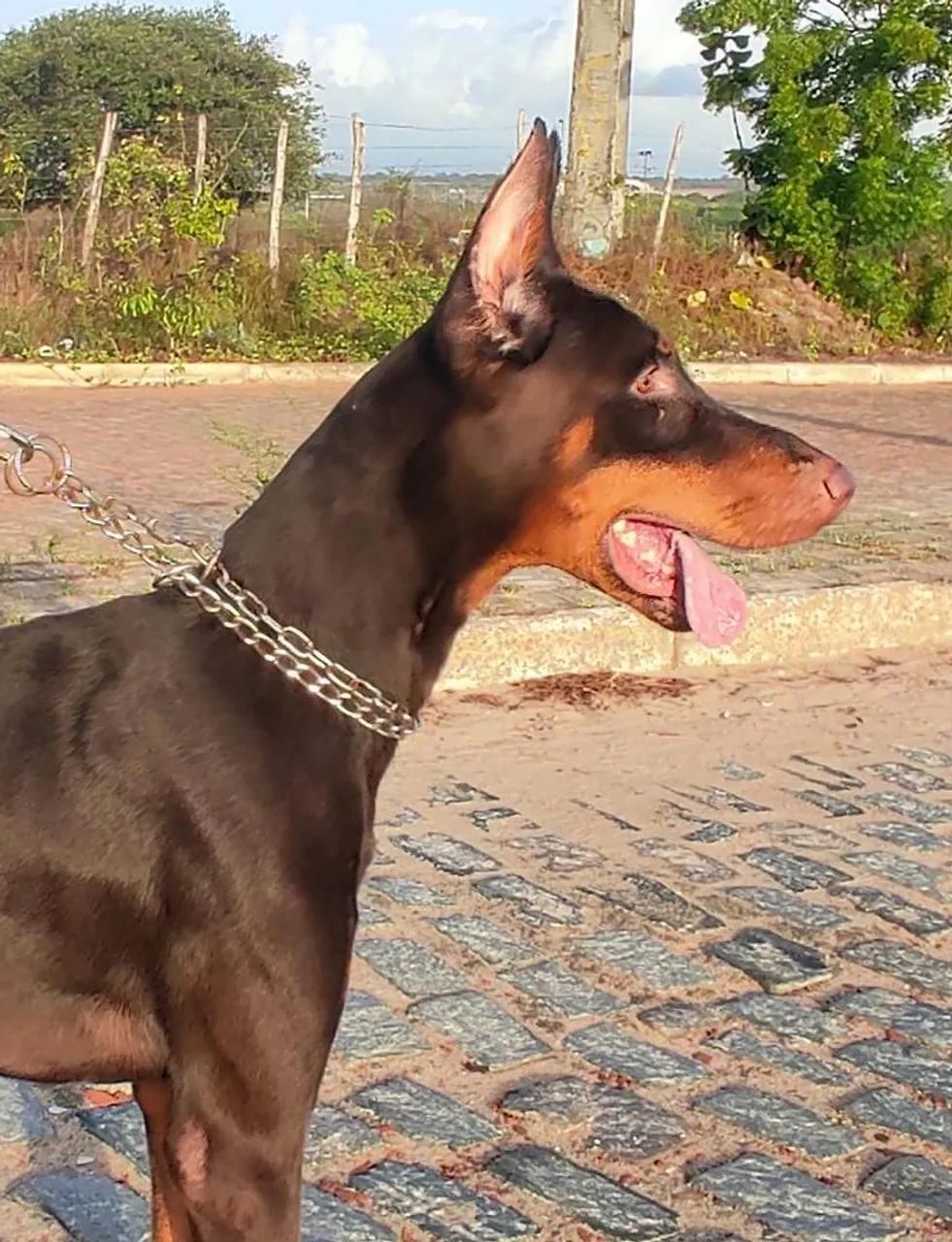 Doberman para cobertura  - Foto 3