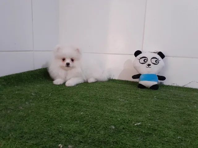 -Spitz Alemão Anão- - Foto 3