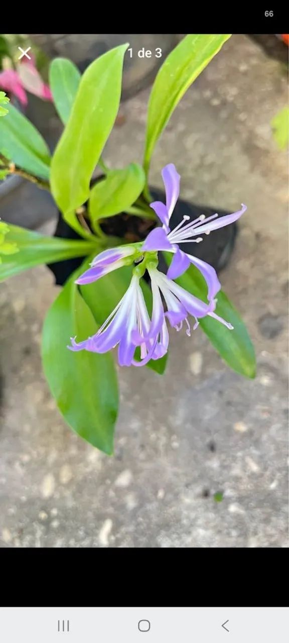 Plantas variadas  - Foto 4