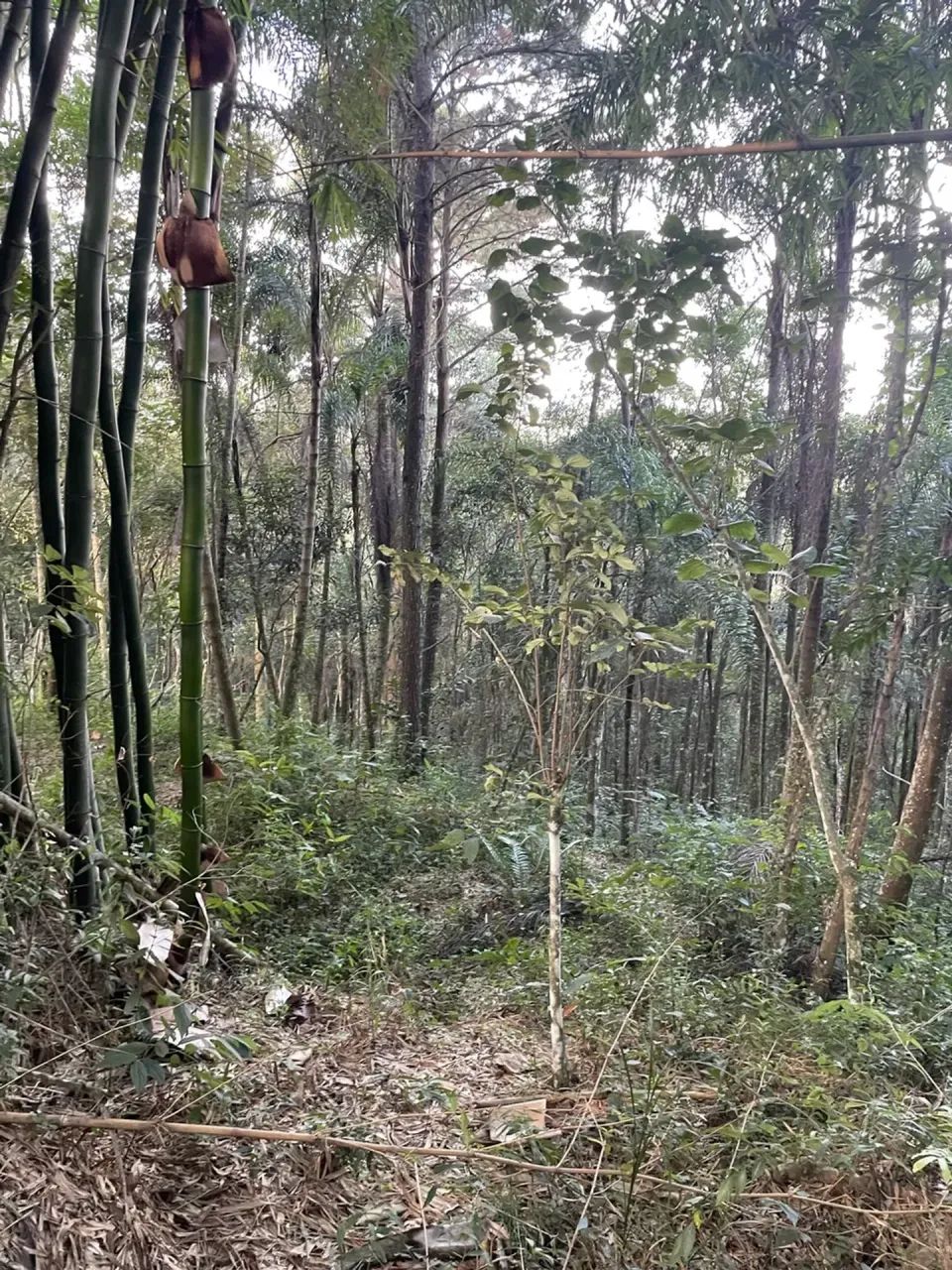 Mairipora 1250m Declive - Foto 4