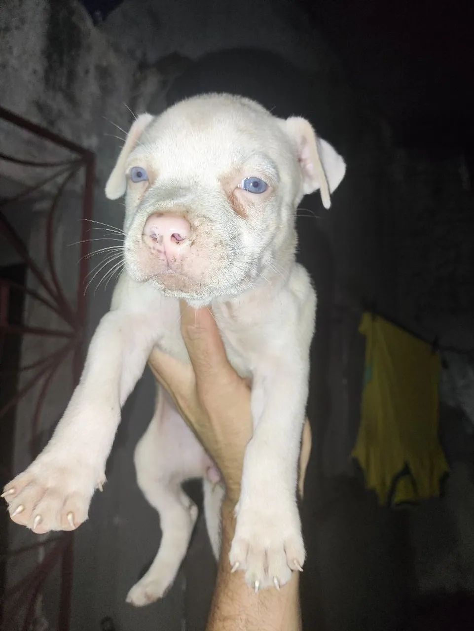 Pitmonster de verdade  - Foto 4