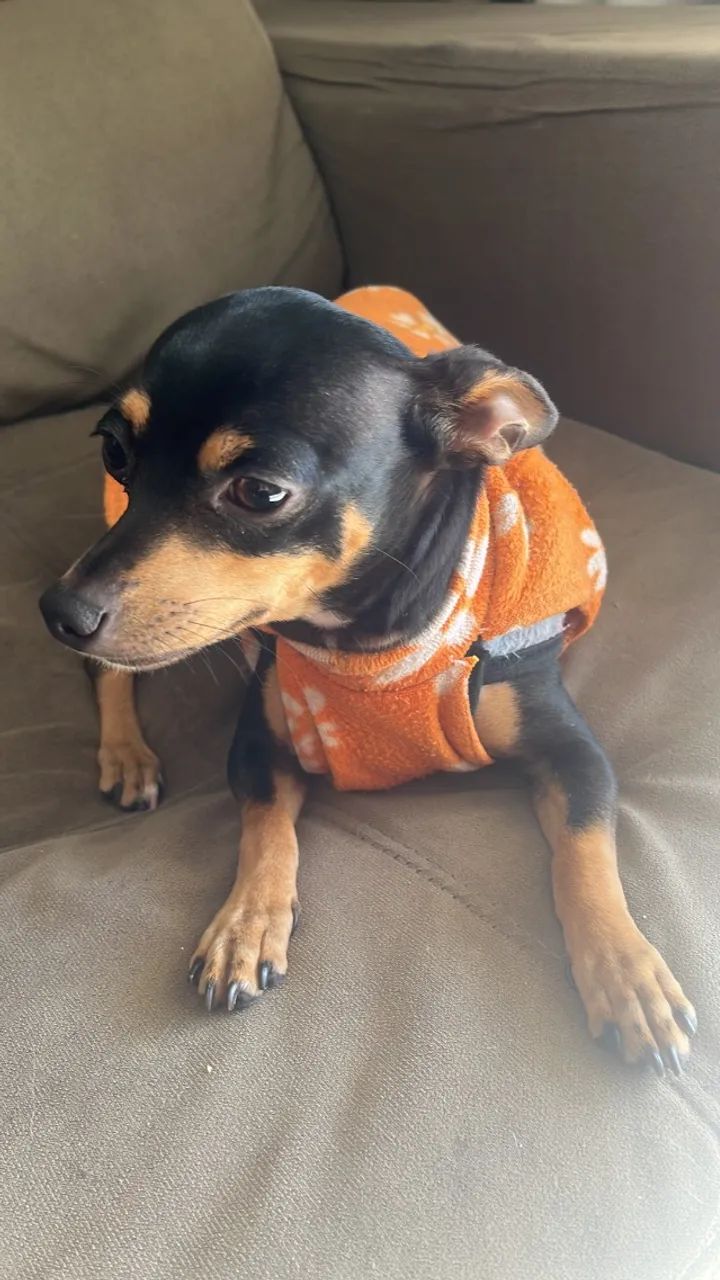 Pinscher  - Foto 4