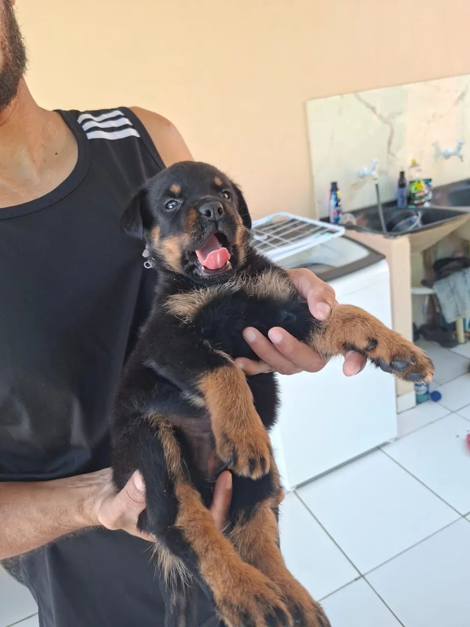 Filhote de rottweiler - Foto 2