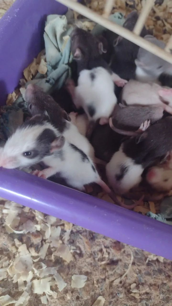 Vende-se filhotes de Twister 