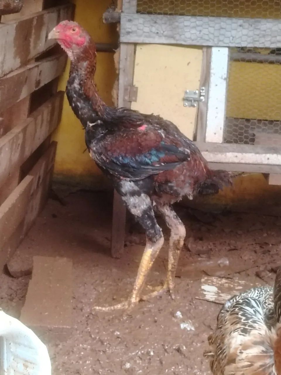 Frango índio gigante 