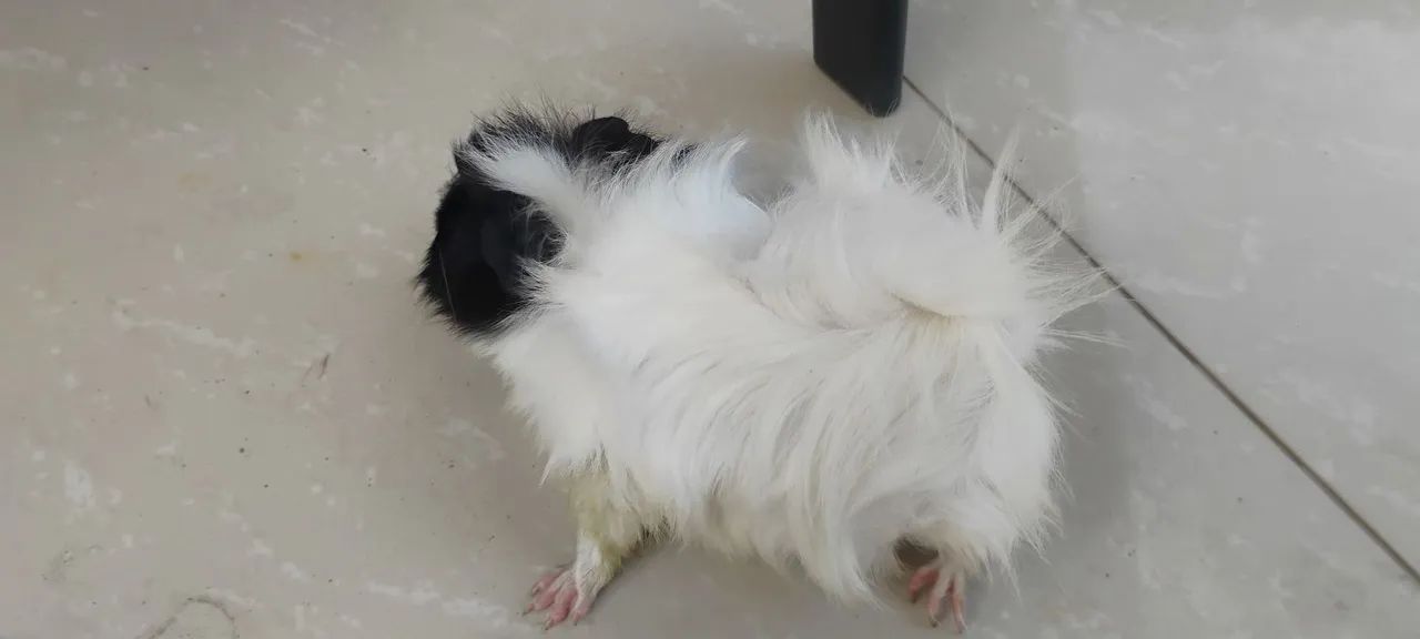 Porquinho peruanos  - Foto 6