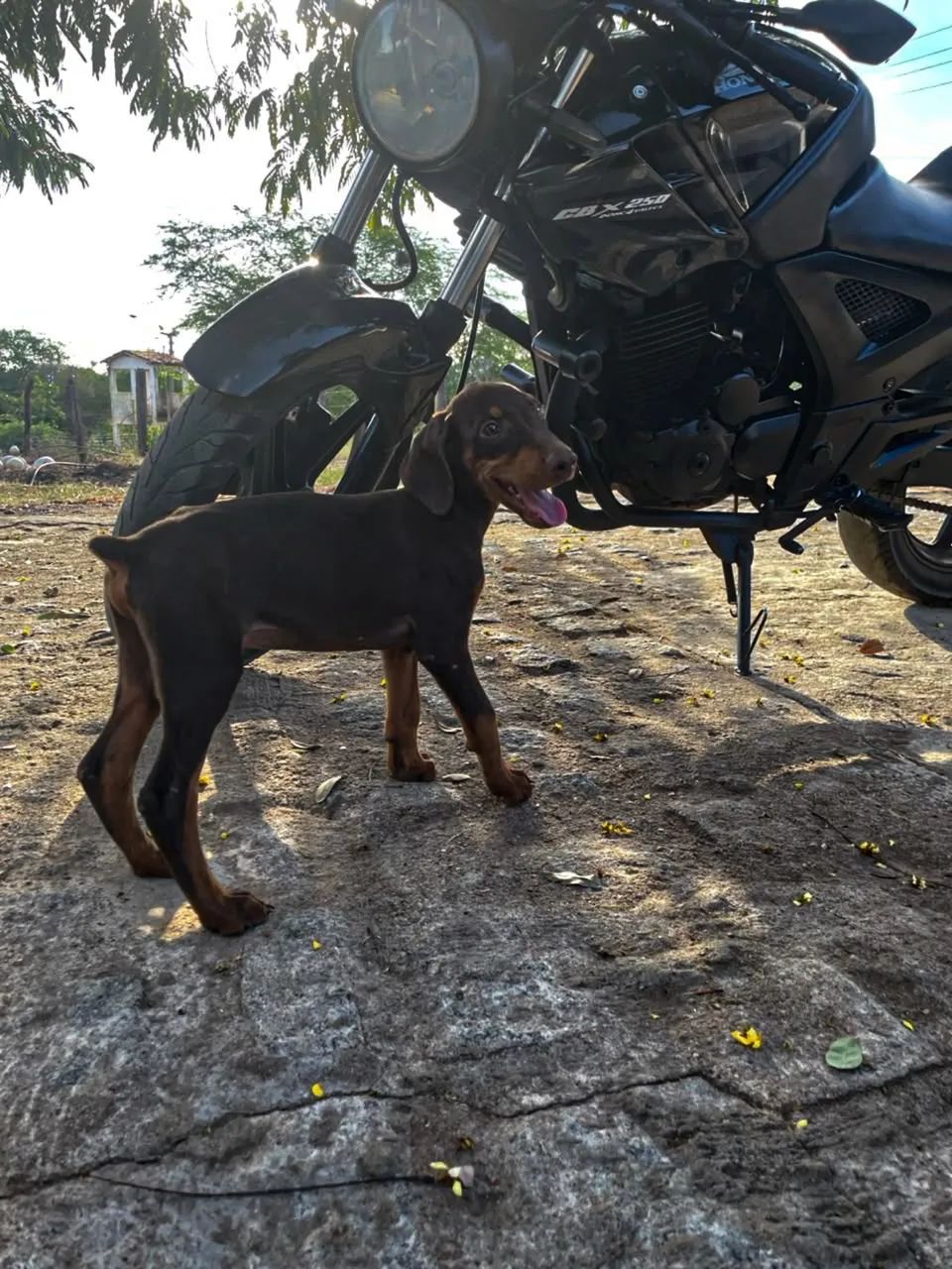 Filhotes de doberman com pedigree   - Foto 4