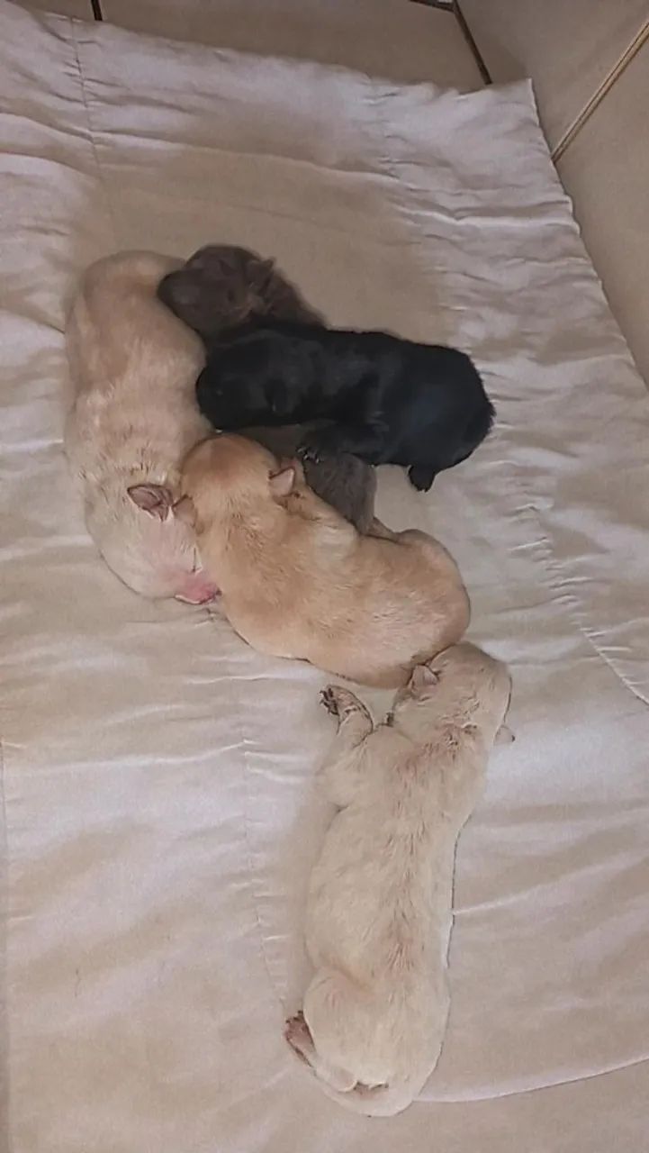 Chowchow filhote. - Foto 3
