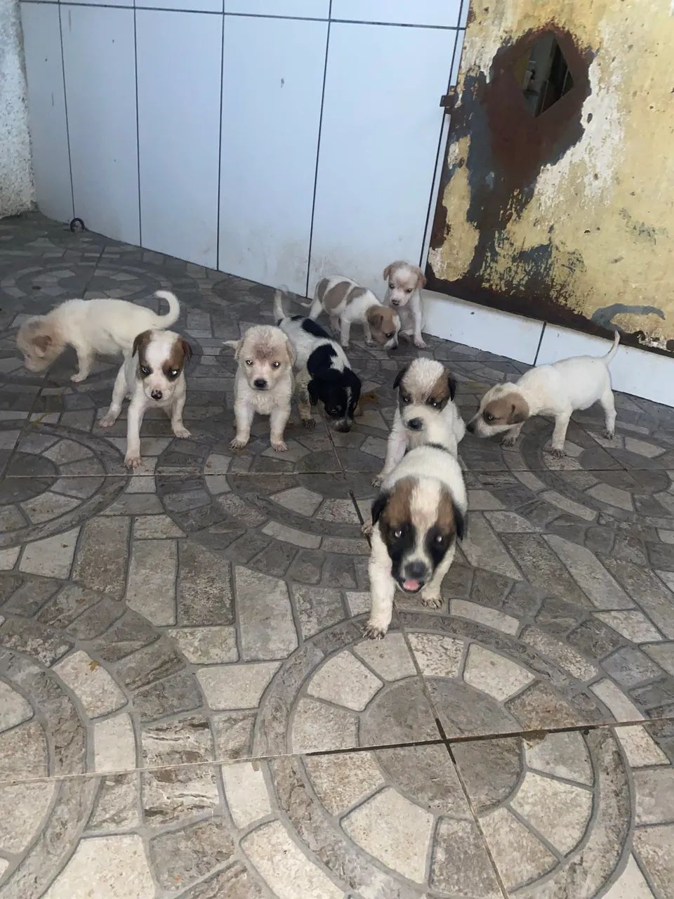 Adoção responsável - Foto 5