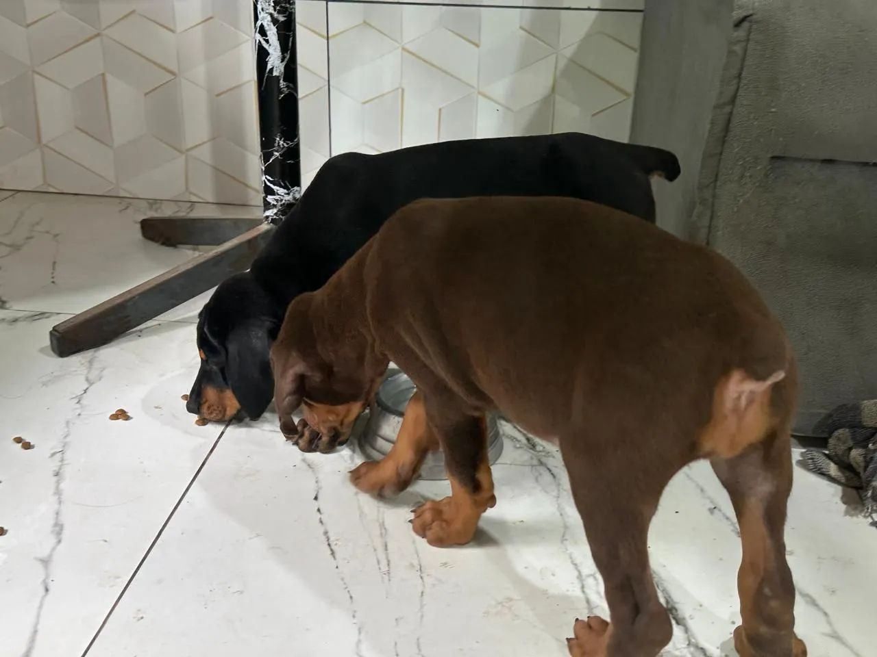 Doberman marrom - Foto 4