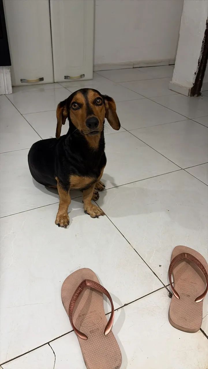 namorada para salsicha  - Foto 2
