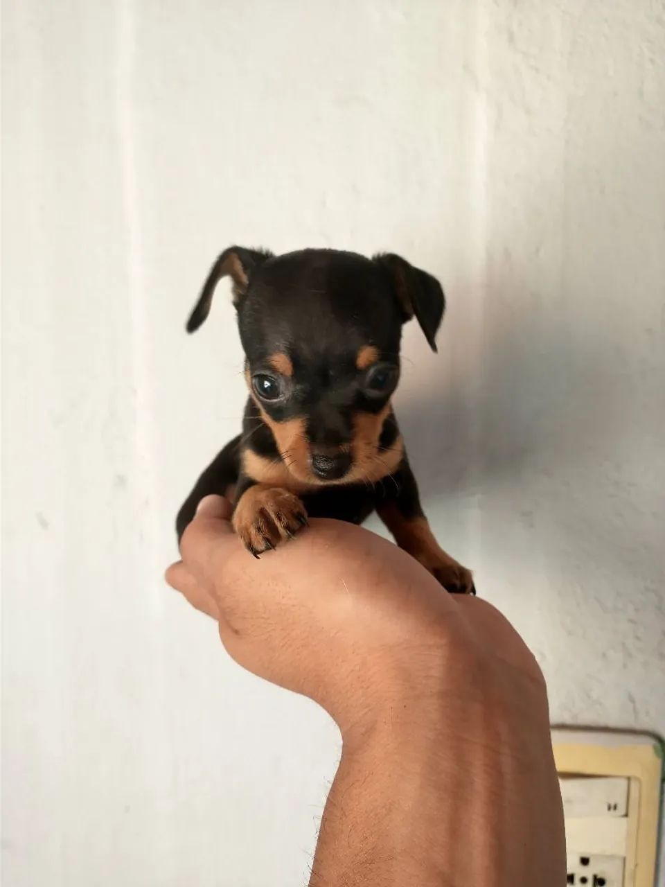 Filhote de pinscher Zero Disponível 