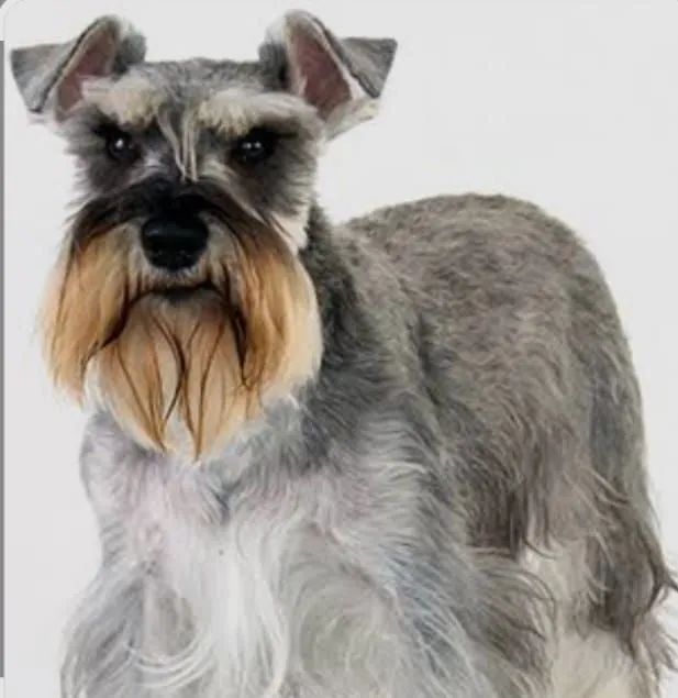 Perfeitos schnauzer 