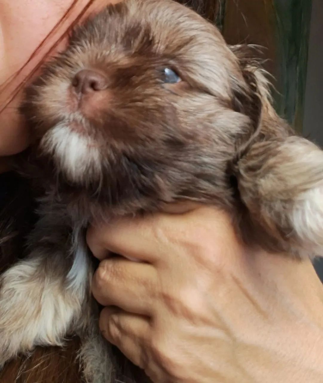 Cachorros - Foto 4
