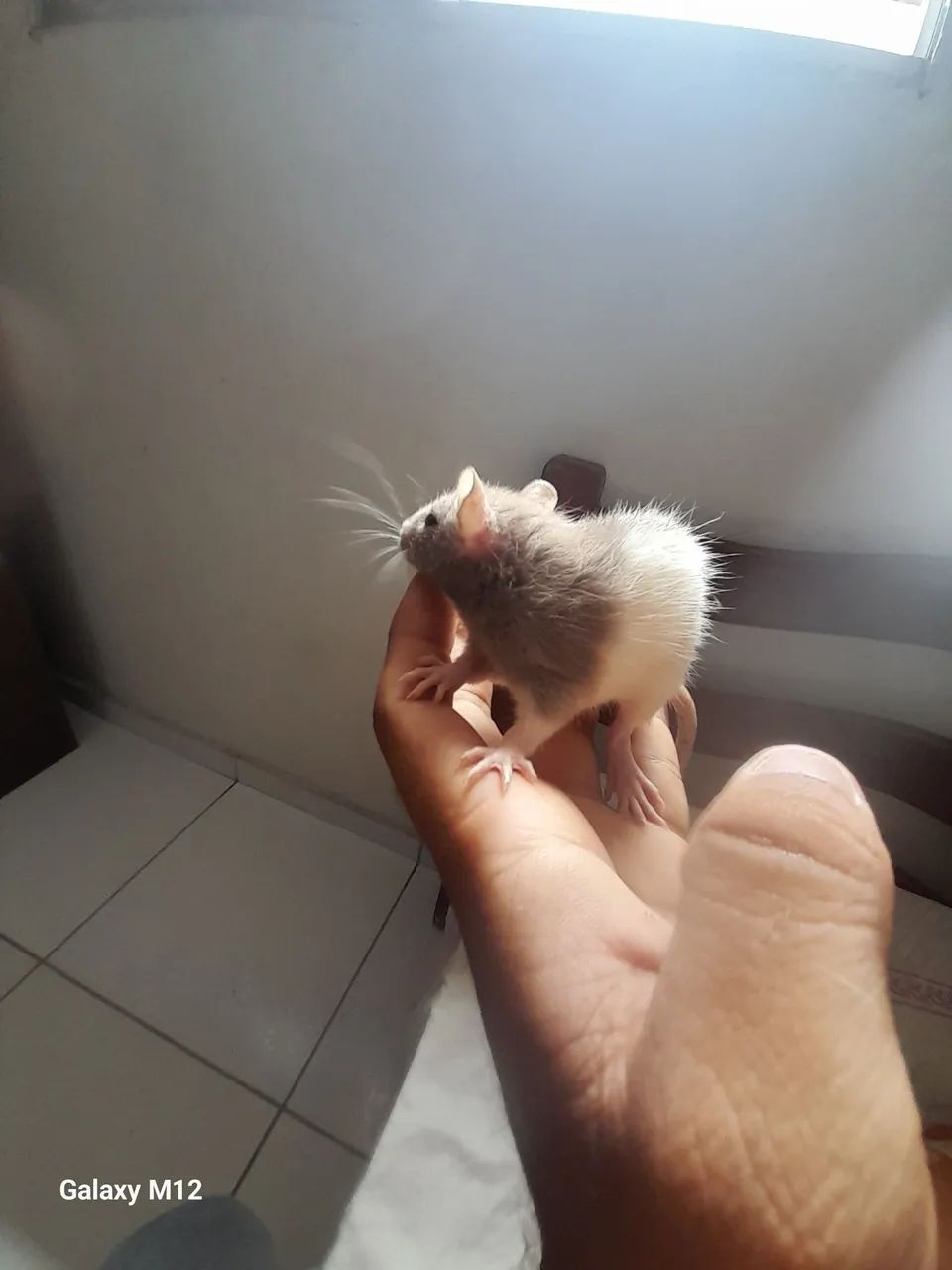 Ratos twister - Foto 2