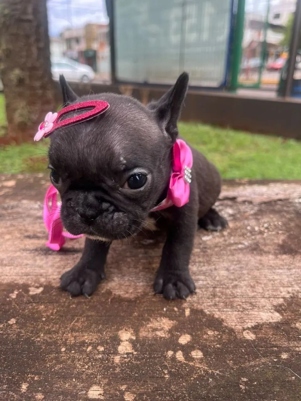 Buldogue francês  - Foto 4