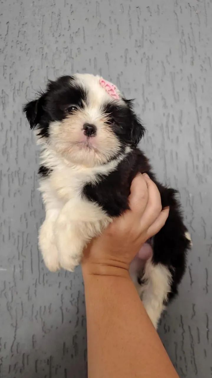 Lindos filhotes de Shih Tzu disponíveis 