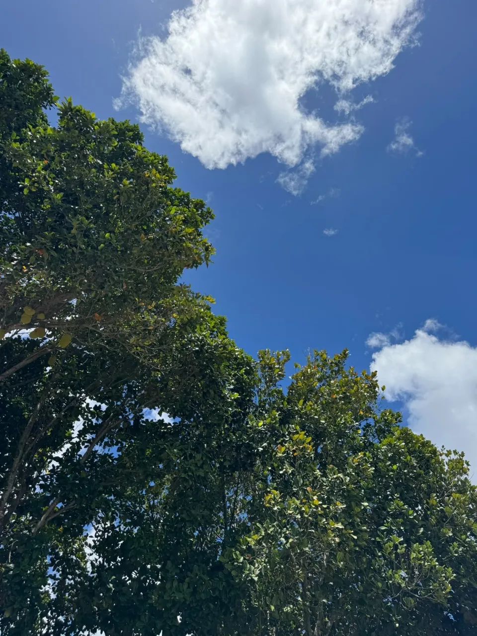 VENDE-SE CHÁCARA NO POVOADO MANGABEIRA - Foto 2