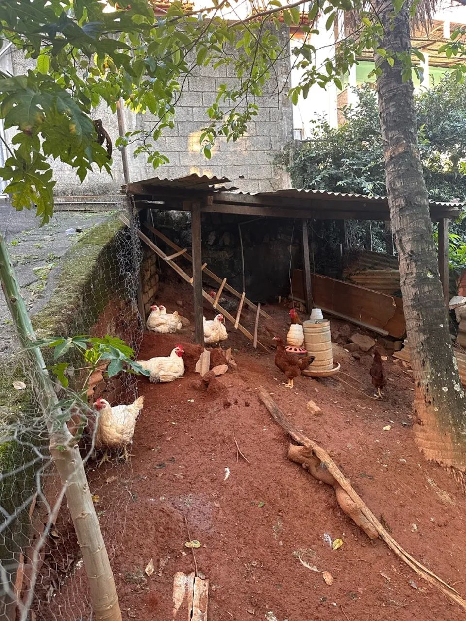 Frango vivo  - Foto 3