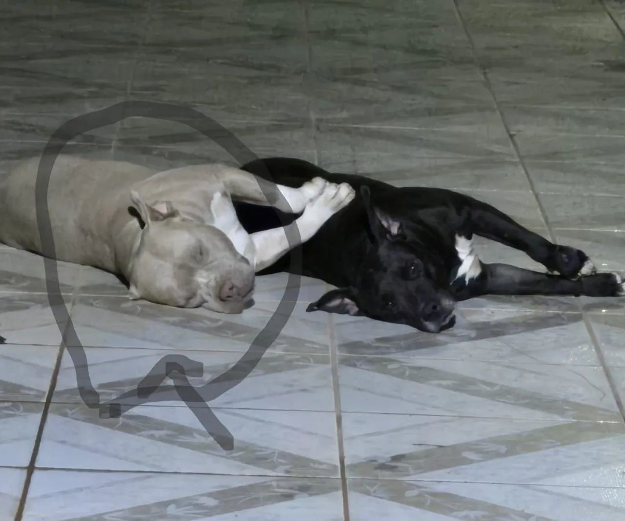 Cachorro pitbu misturado com América bule  - Foto 2