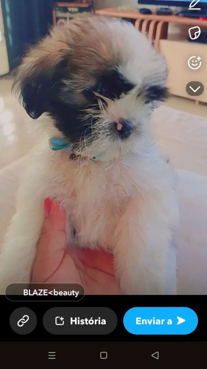 Cachorro  - Foto 2