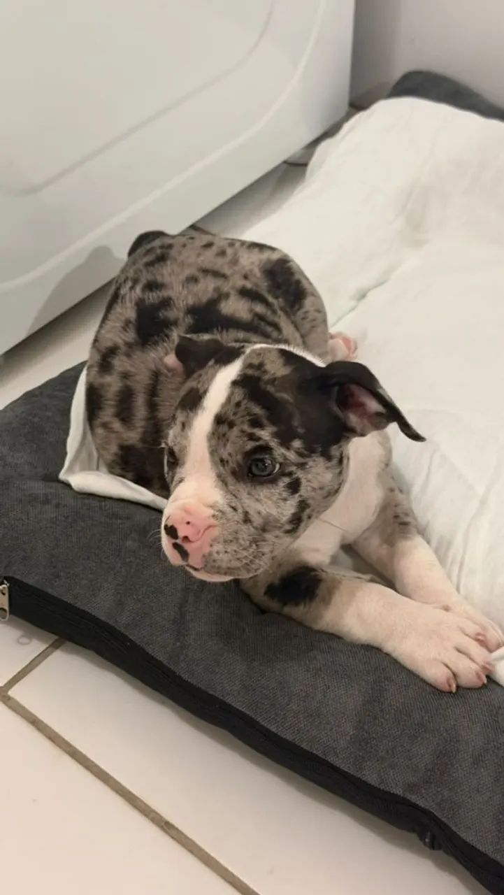 Pet Exotic Bully (Black Merle) - Foto 5