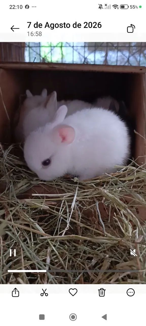 Mini coelhos  - Foto 4