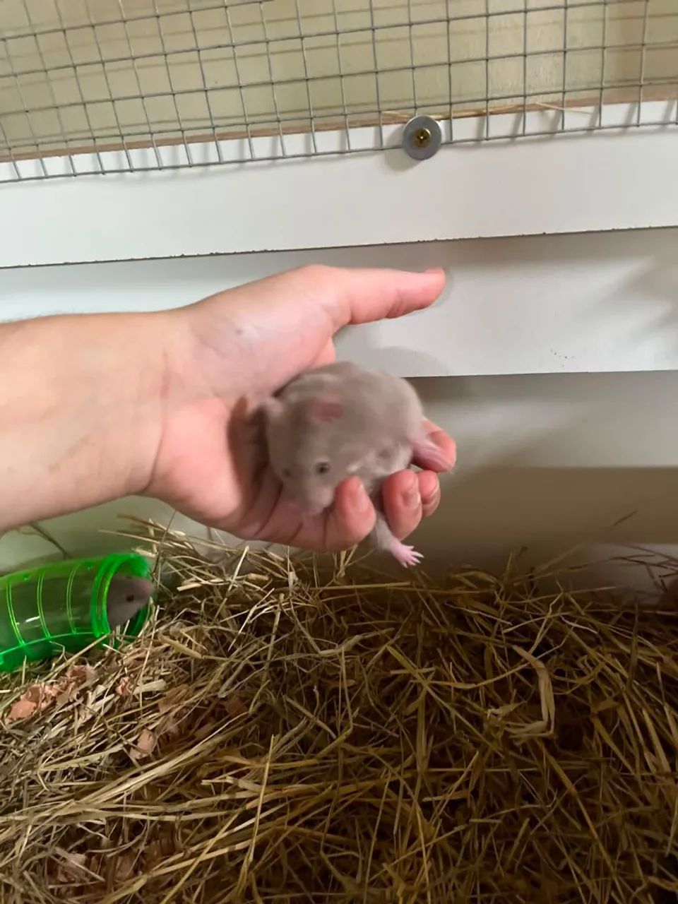 Hamster sírio e Anão Russo  - Foto 4