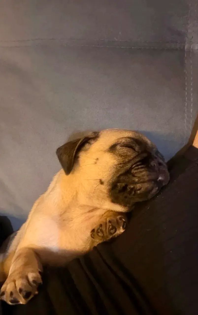 Filhotinho de pug