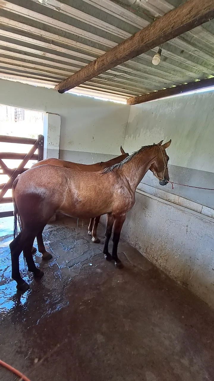 Cavalo 3,000 - Foto 2
