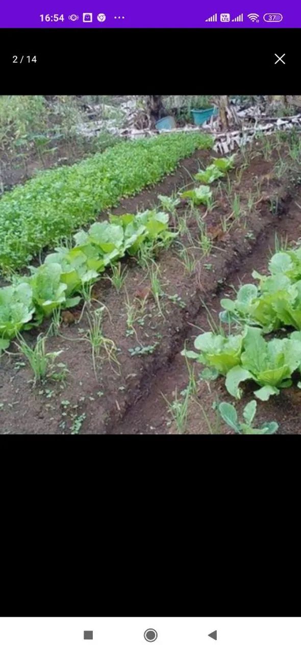 Sítio com pomar/roça de cacau 5 hectares em Itajurú.  - Foto 8