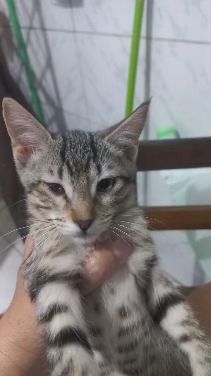 Gatinha