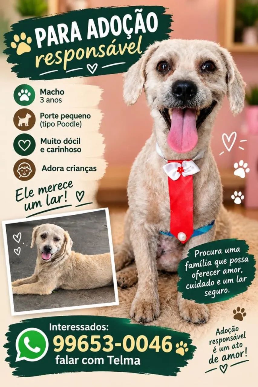 Porte pequeno e manso
