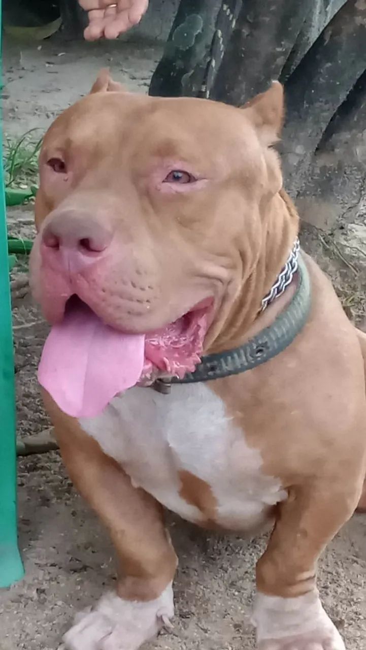 PITBULL - Foto 4