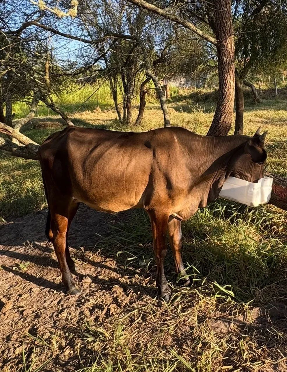 Vaca parida