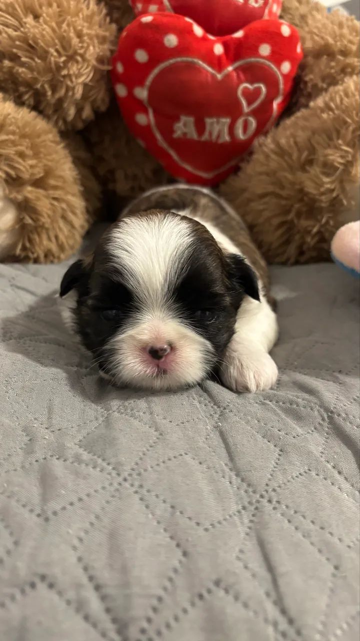 Shihtzu fêmea 